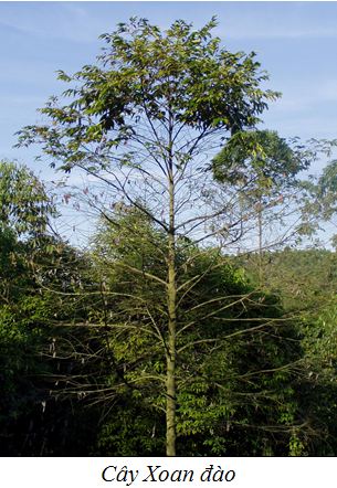 Kỹ thuật trồng và chăm sóc cây Xoan Đào