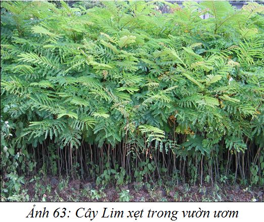 Kỹ thuật trồng và chăm sóc cây Lim xẹt