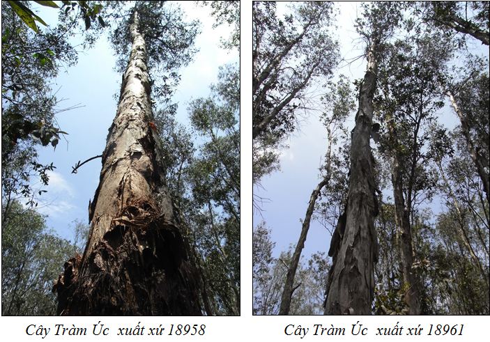 Kỹ thuật trồng và chăm sóc cây Tràm Úc