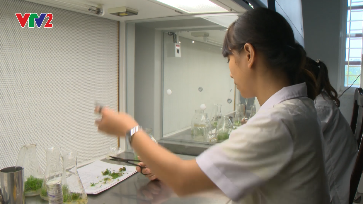Truyền hình VTV2 nói về nhân giống invitro và nuôi trồng các loài cây dược liệu quí ở Viện NC&PTLN