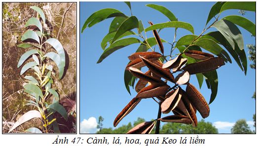 Kỹ thuật trồng và chăm sóc cây Keo lá liềm